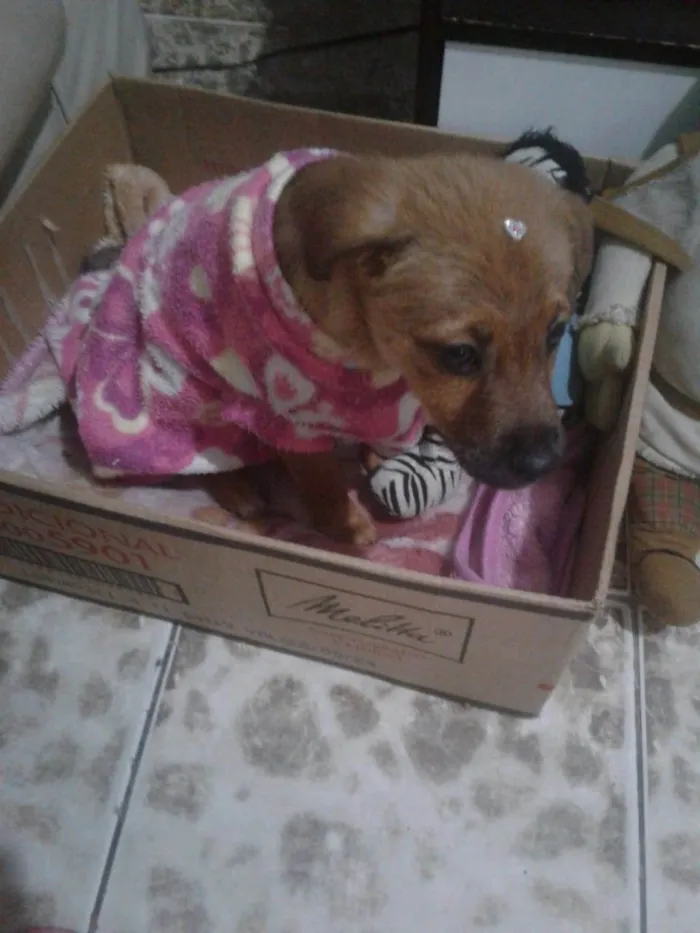 Cachorro ra a SRD- Duas raças  idade 2 a 6 meses nome Luna