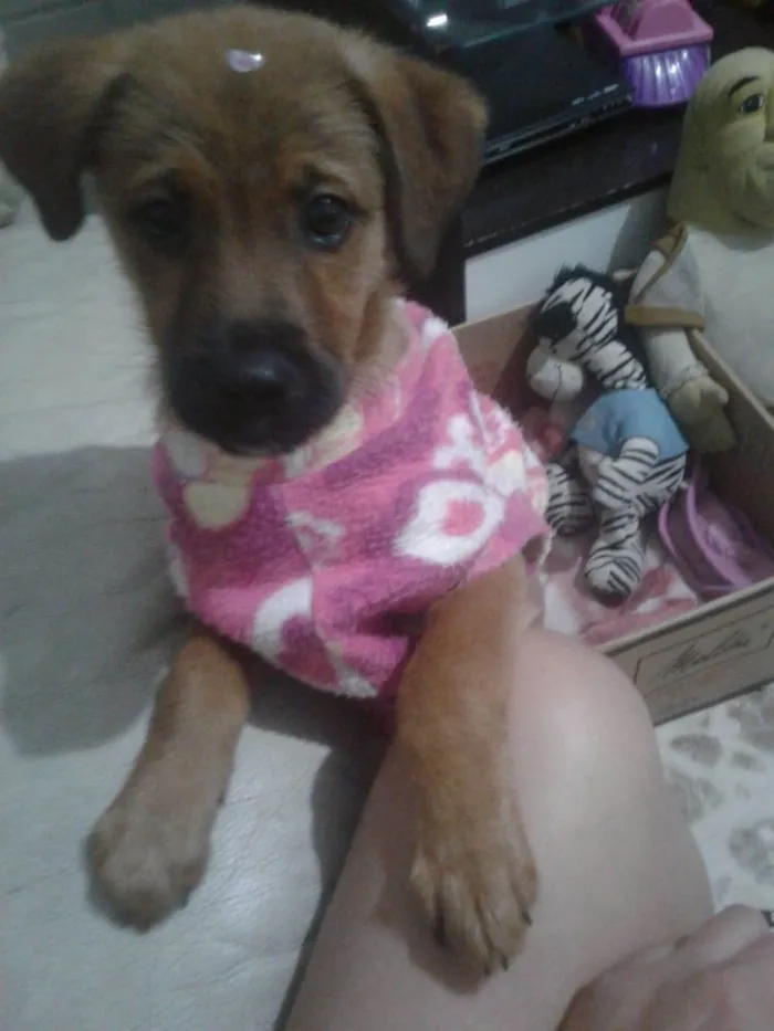 Cachorro ra a SRD- Duas raças  idade 2 a 6 meses nome Luna
