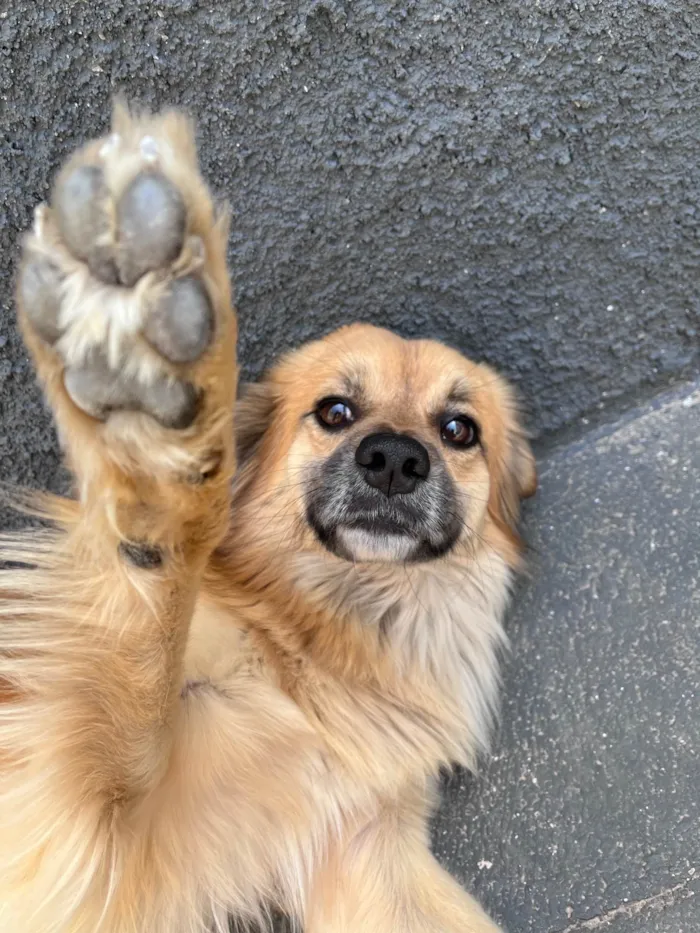 Cachorro ra a SRD-ViraLata idade 3 anos nome Noah