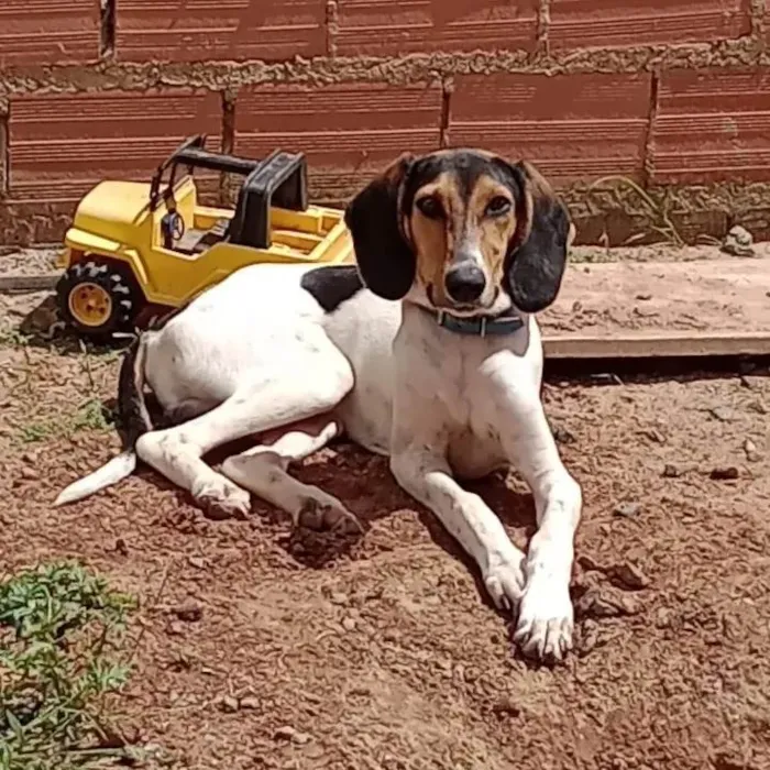 Cachorro ra a Rastreador brasileiro  idade 7 a 11 meses nome Marshall 