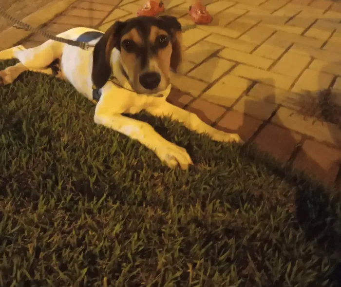 Cachorro ra a Rastreador brasileiro  idade 7 a 11 meses nome Marshall 