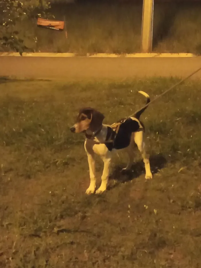 Cachorro ra a Rastreador brasileiro  idade 7 a 11 meses nome Marshall 