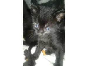 Gato raça SRD-ViraLata idade 2 a 6 meses nome 3 pretinhos
