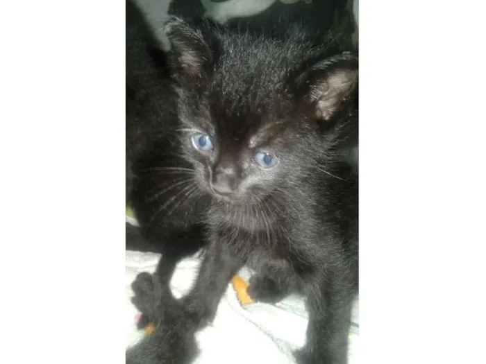 Gato ra a SRD-ViraLata idade 2 a 6 meses nome 3 pretinhos