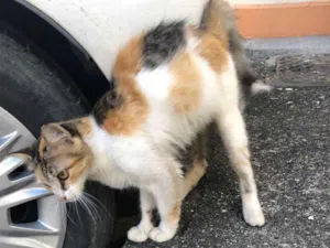 Gato raça SRD-ViraLata idade 7 a 11 meses nome Doçura 