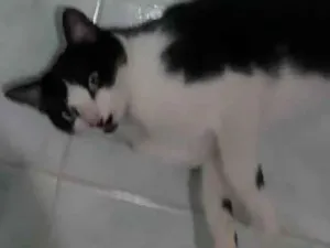 Gato raça SRD-ViraLata idade 7 a 11 meses nome Mario