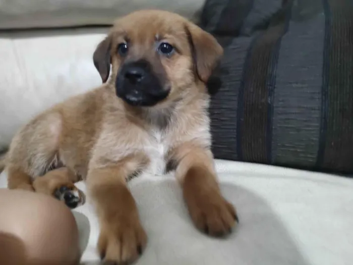 Cachorro ra a SRD- Duas raças  idade 2 a 6 meses nome Luna