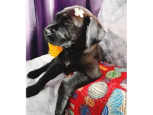 Cachorro raça SRD-ViraLata idade 2 a 6 meses nome Akira