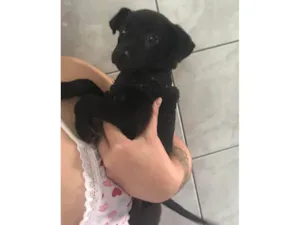 Cachorro raça SRD-ViraLata idade 2 a 6 meses nome Pretinha