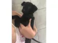 Pretinha