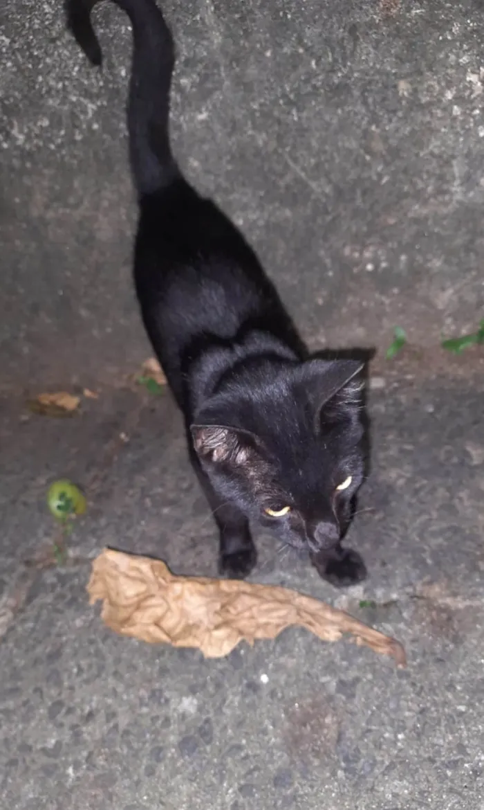 Gato ra a SRD idade 2 a 6 meses nome Belo