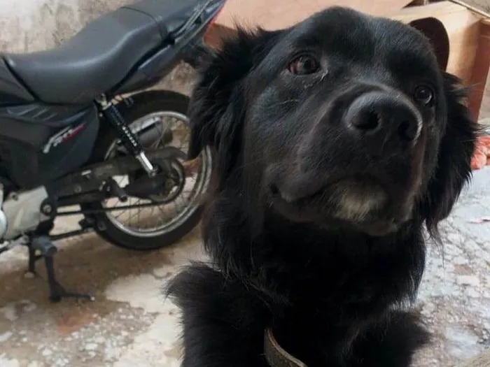 Cachorro raça SRD idade 1 ano nome  Fred
