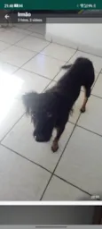 Amora
