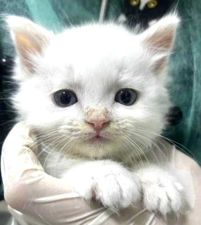 Gato ra a Mestico  idade Abaixo de 2 meses nome Mingau 