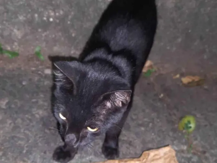 Gato ra a SRD idade 2 a 6 meses nome Belo