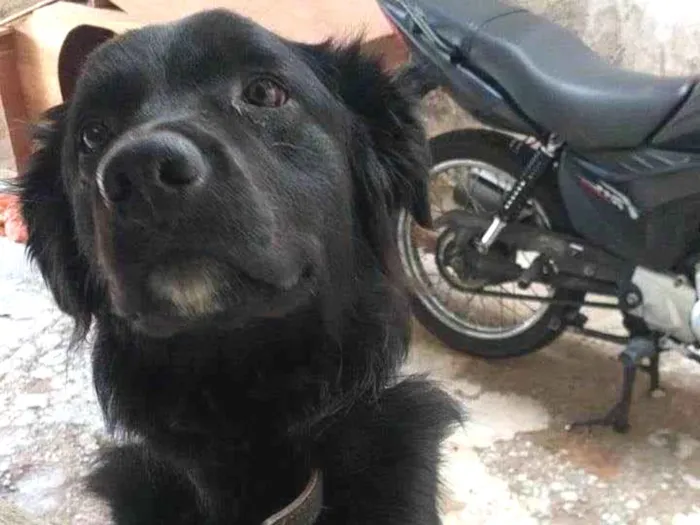 Cachorro raça SRD idade 1 ano nome  Fred