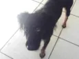 Amora