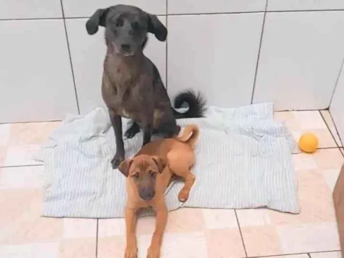 Cachorro ra a SRD-ViraLata idade 2 a 6 meses nome T'chala e Bento 