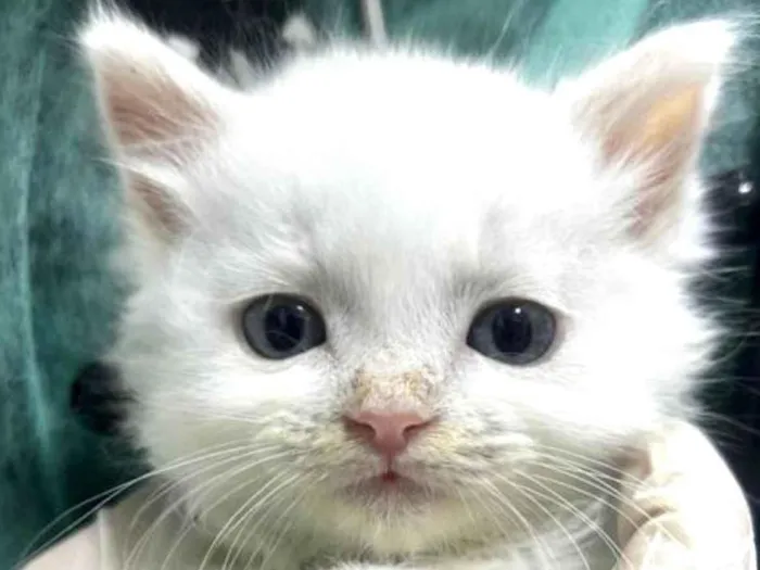 Gato ra a Mestico  idade Abaixo de 2 meses nome Mingau 
