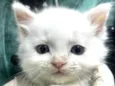 Mingau