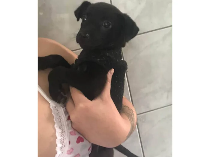 Cachorro ra a SRD-ViraLata idade 2 a 6 meses nome Pretinha