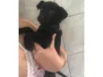 Pretinha
