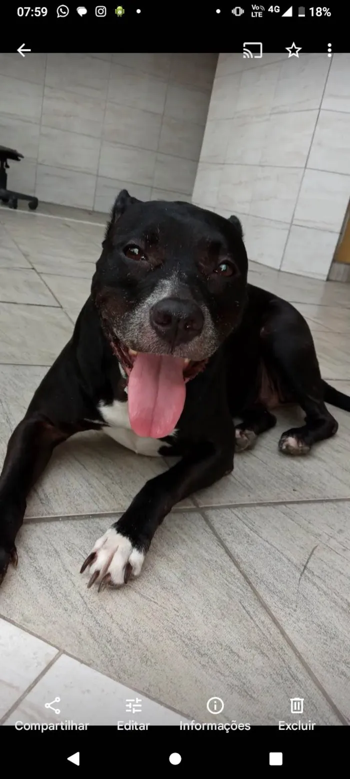 Cachorro ra a Pit-Bull idade 6 ou mais anos nome Kira