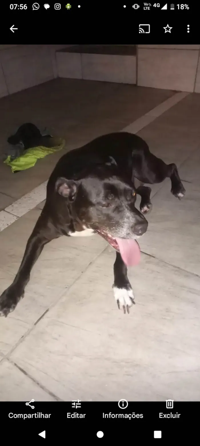 Cachorro ra a Pit-Bull idade 6 ou mais anos nome Kira