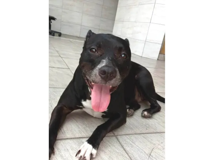 Cachorro ra a Pit-Bull idade 6 ou mais anos nome Kira