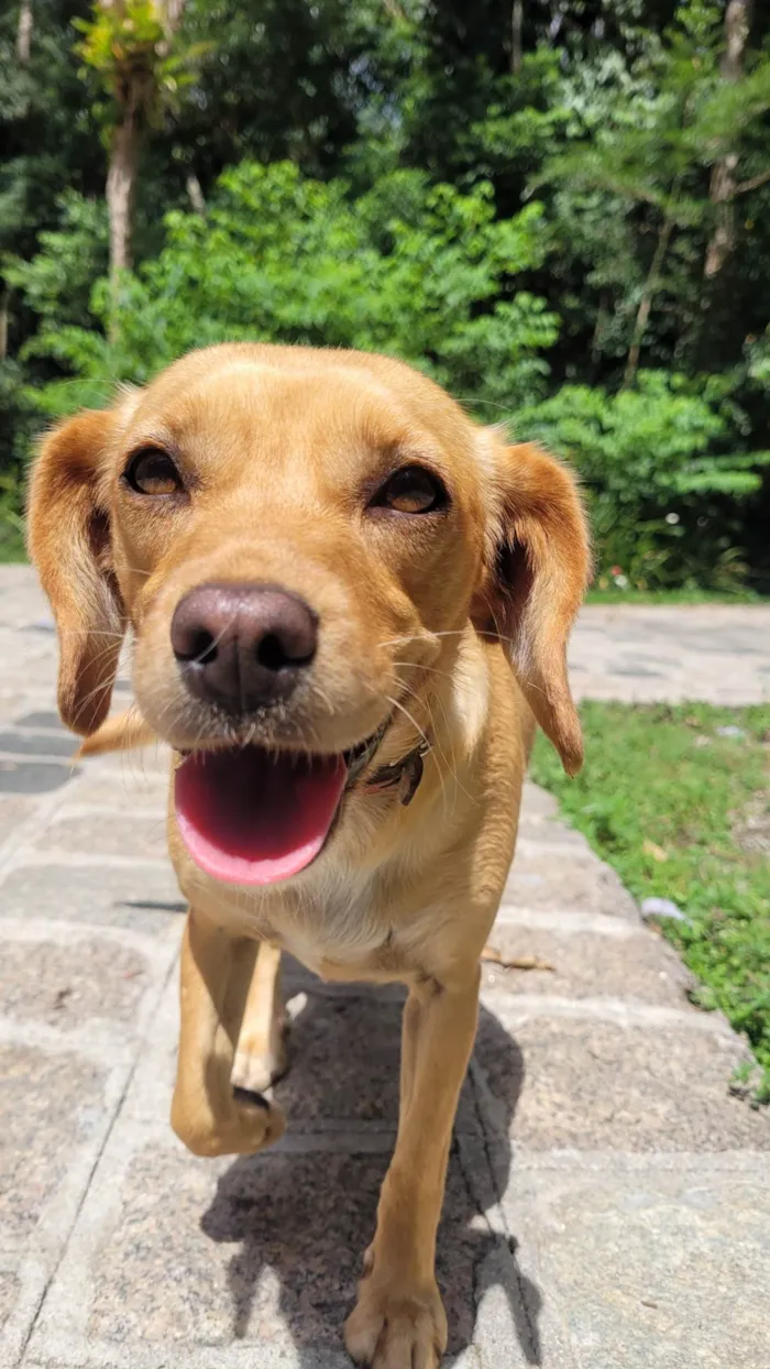 Cachorro ra a Vira-lata idade 2 anos nome Menininha