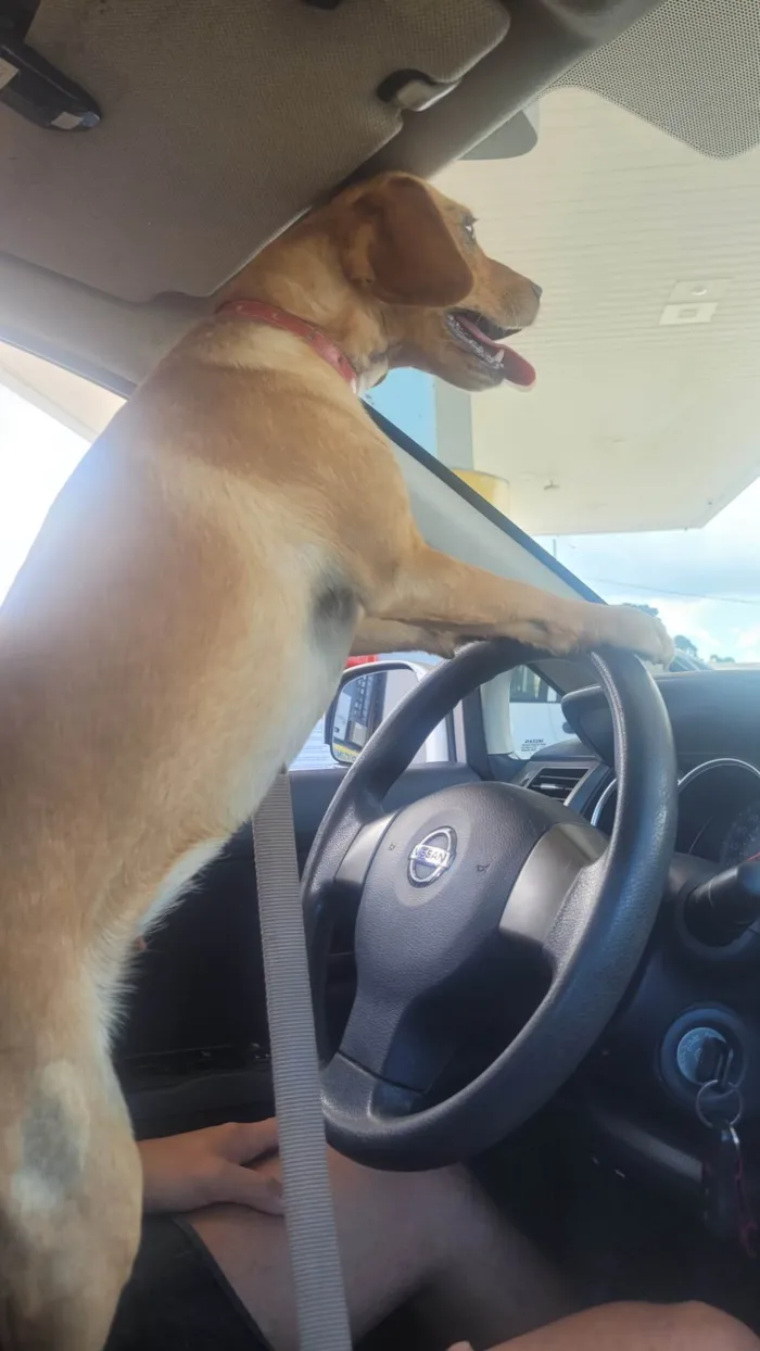 Cachorro ra a Vira-lata idade 2 anos nome Menininha