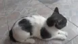 Frajola