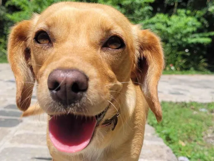 Cachorro ra a Vira-lata idade 2 anos nome Menininha