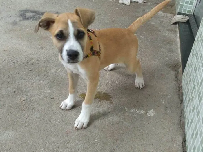Cachorro raça  idade 2 a 6 meses nome Spike