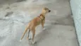 Spike