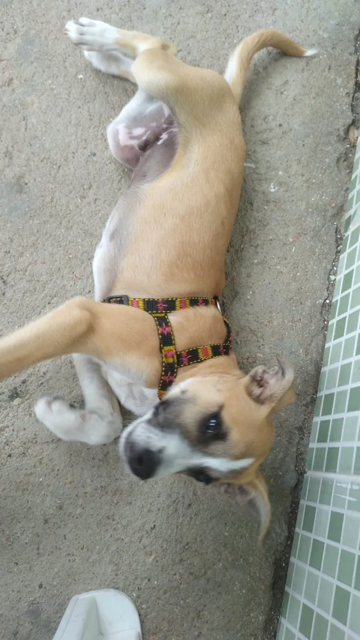 Cachorro raça  idade 2 a 6 meses nome Spike