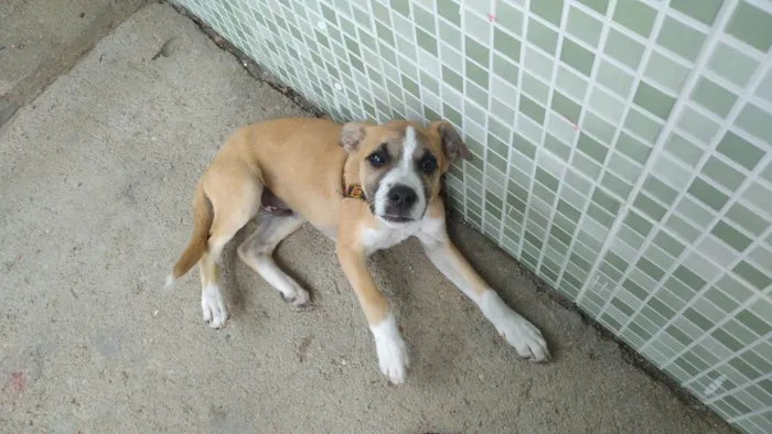 Cachorro raça  idade 2 a 6 meses nome Spike
