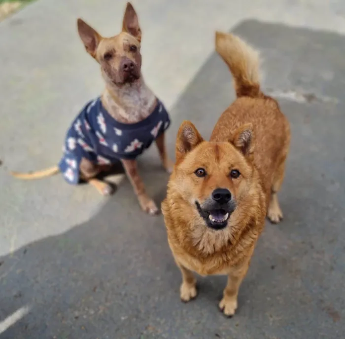 Cachorro ra a SRD-ViraLata idade 5 anos nome CHOW