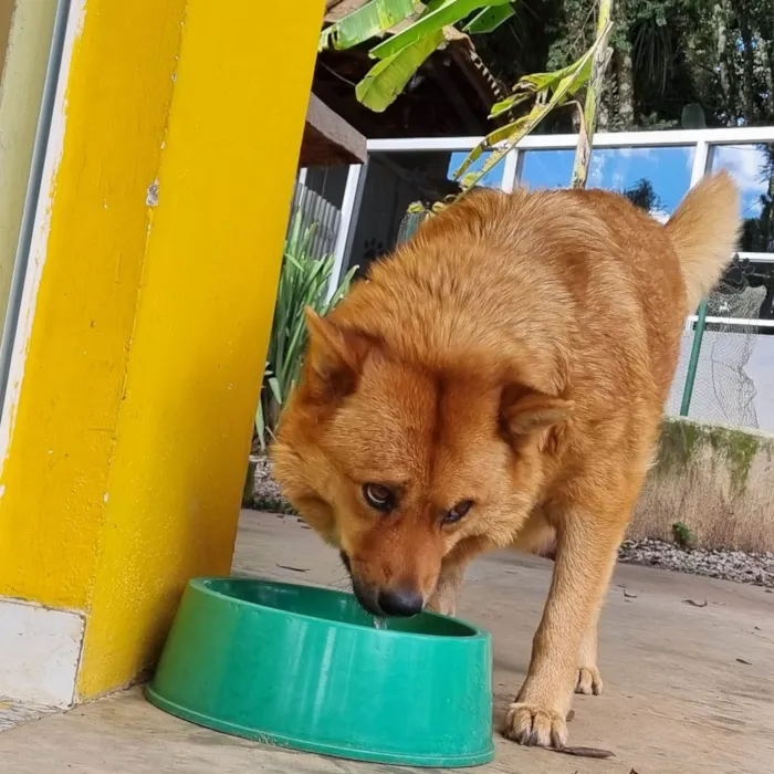 Cachorro ra a SRD-ViraLata idade 5 anos nome CHOW