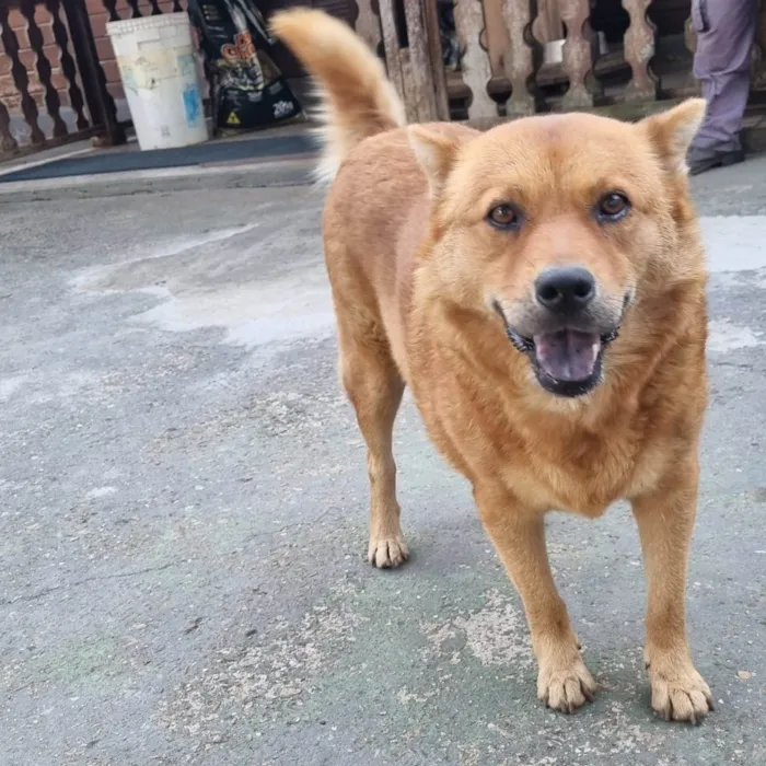 Cachorro ra a SRD-ViraLata idade 5 anos nome CHOW