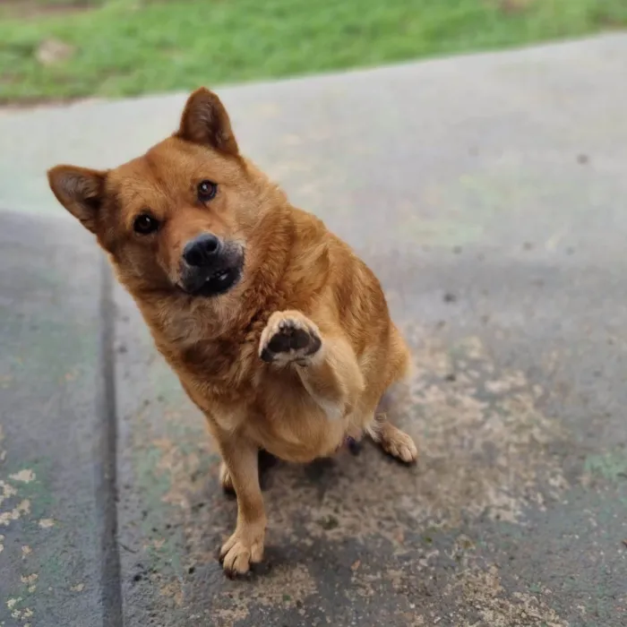 Cachorro ra a SRD-ViraLata idade 5 anos nome CHOW