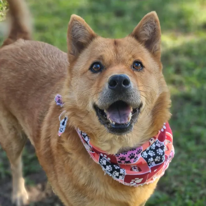 Cachorro ra a SRD-ViraLata idade 5 anos nome CHOW