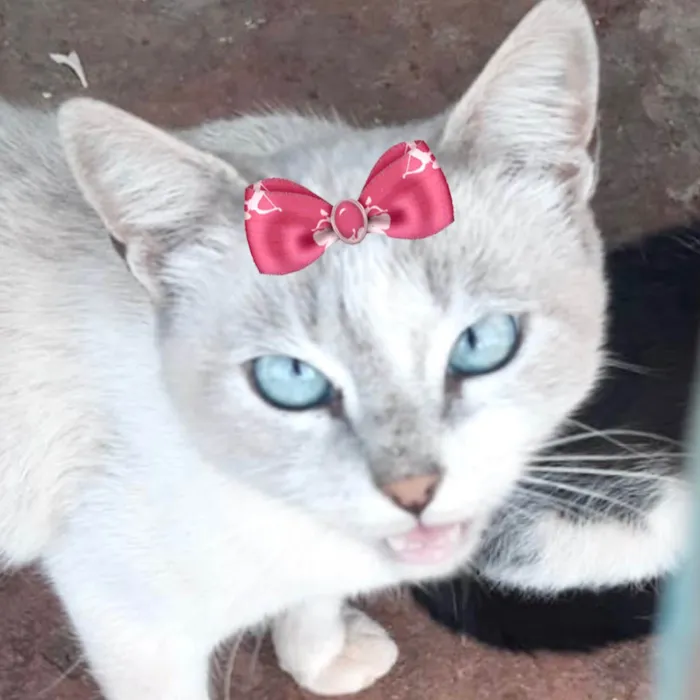 Gato ra a Mestica  idade 1 ano nome Cristal 