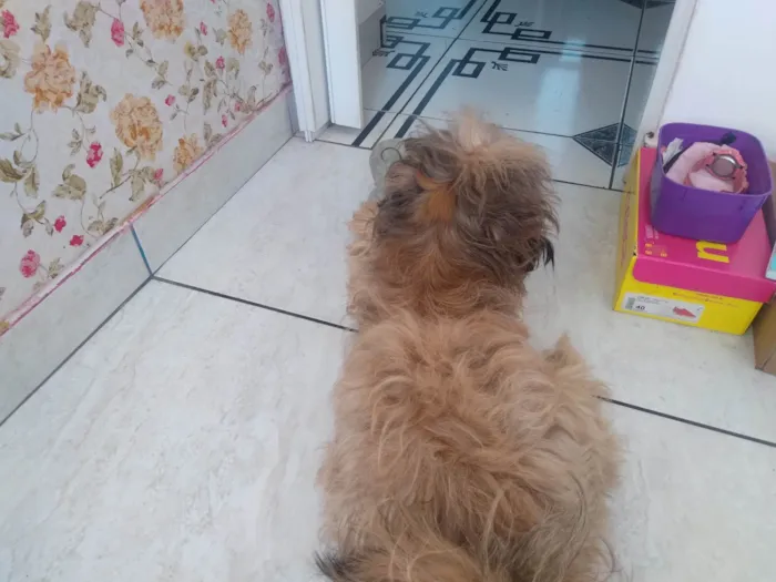 Cachorro raça Workshaire  idade 1 ano nome Bob