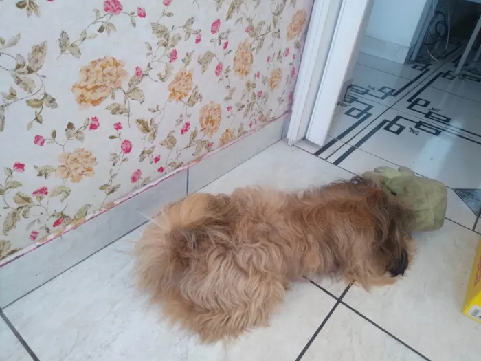 Cachorro raça Workshaire  idade 1 ano nome Bob