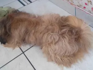 Cachorro raça Workshaire  idade 1 ano nome Bob