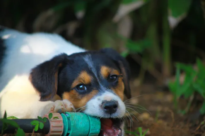 Cachorro raça SRD-ViraLata idade 2 a 6 meses nome Bob 