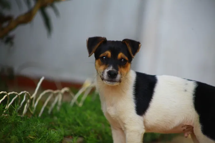 Cachorro raça SRD-ViraLata idade 2 a 6 meses nome Marley 