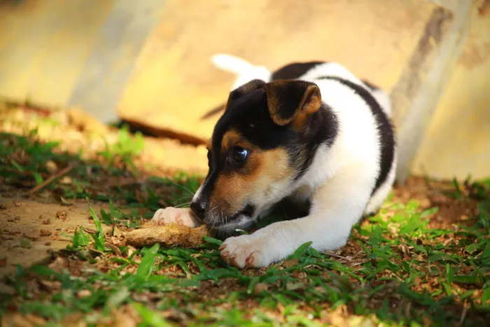 Cachorro raça SRD-ViraLata idade 2 a 6 meses nome Marley 