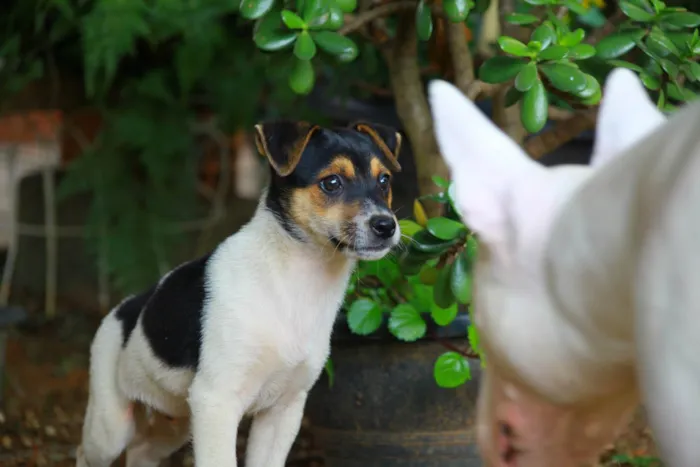Cachorro raça SRD-ViraLata idade 2 a 6 meses nome Marley 